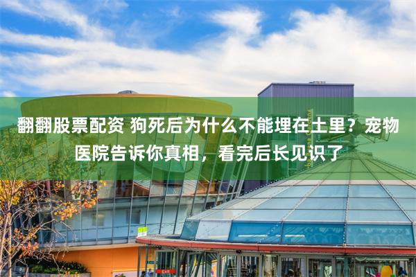 翻翻股票配资 狗死后为什么不能埋在土里？宠物医院告诉你真相，看完后长见识了